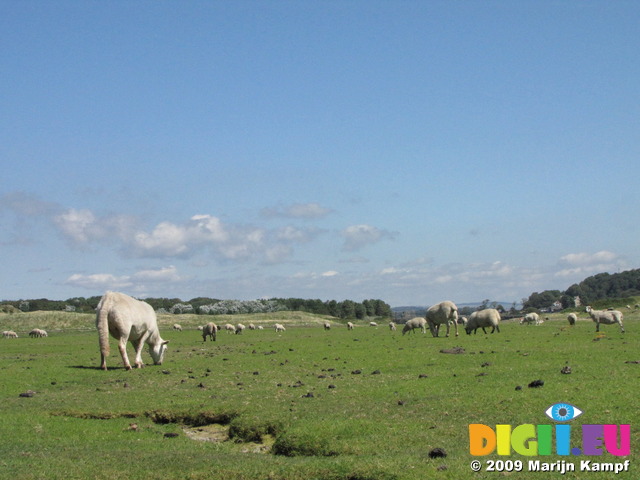 SX07956 Sheep grazing on Ogmore River bank